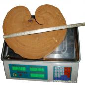 東北特產長白山靈芝 東北木靈芝 赤芝紅芝 有機靈芝500g 免運費 