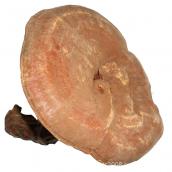 東北特產長白山靈芝 東北木靈芝 赤芝紅芝 有機靈芝500g 免運費 